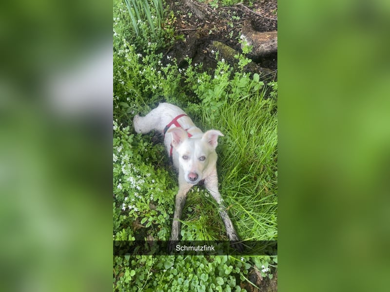 Suche meine Familie fürs Leben !  ( Im Auftrag )