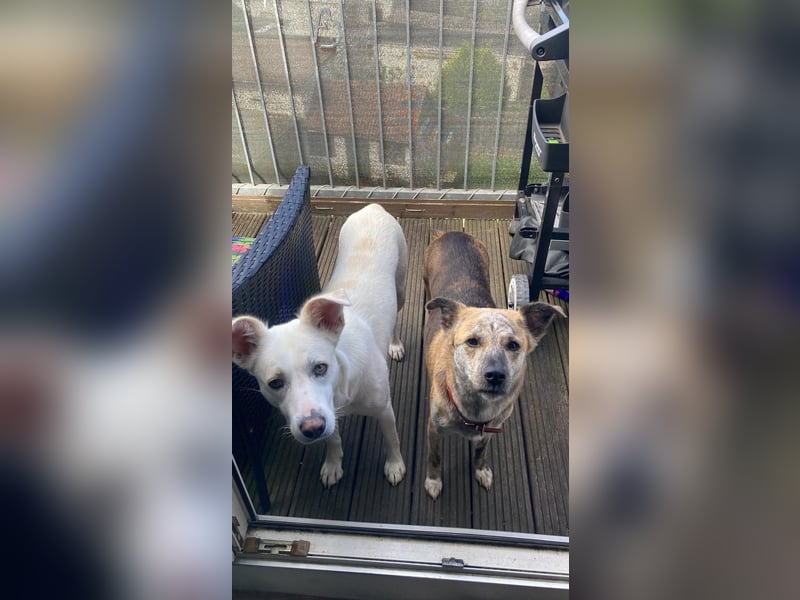 Suche meine Familie fürs Leben !  ( Im Auftrag )