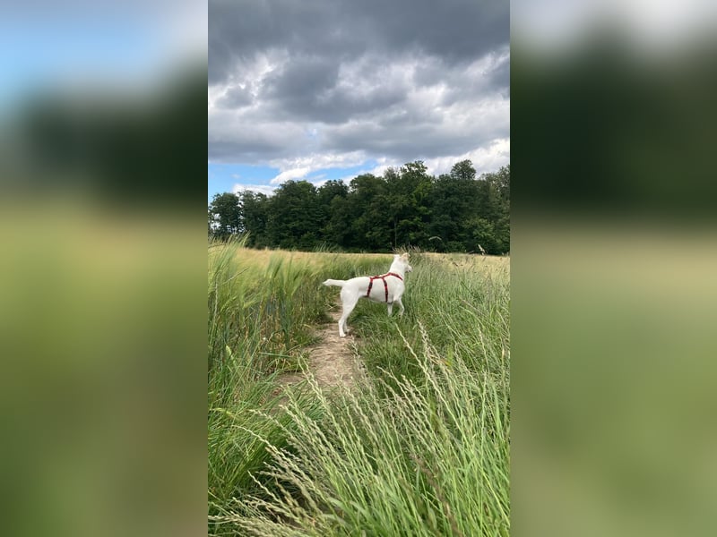 Suche meine Familie fürs Leben !  ( Im Auftrag )