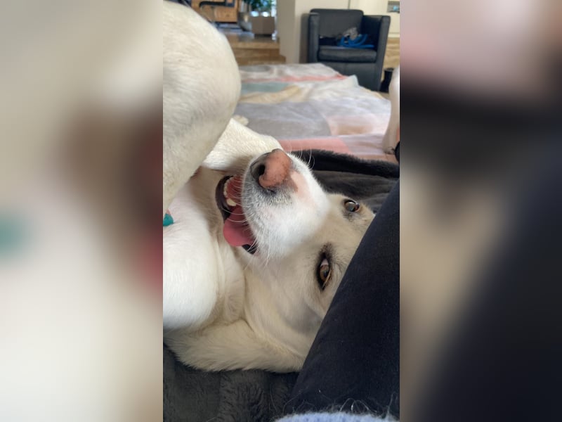 Suche meine Familie fürs Leben !  ( Im Auftrag )