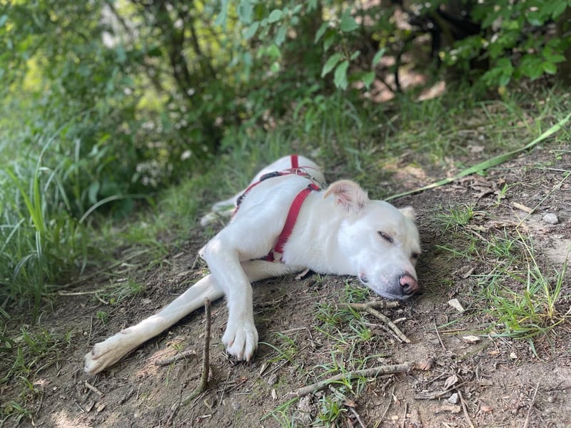 Suche meine Familie fürs Leben !  ( Im Auftrag )