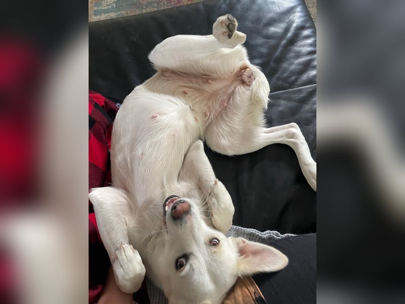 Suche meine Familie fürs Leben !  ( Im Auftrag )