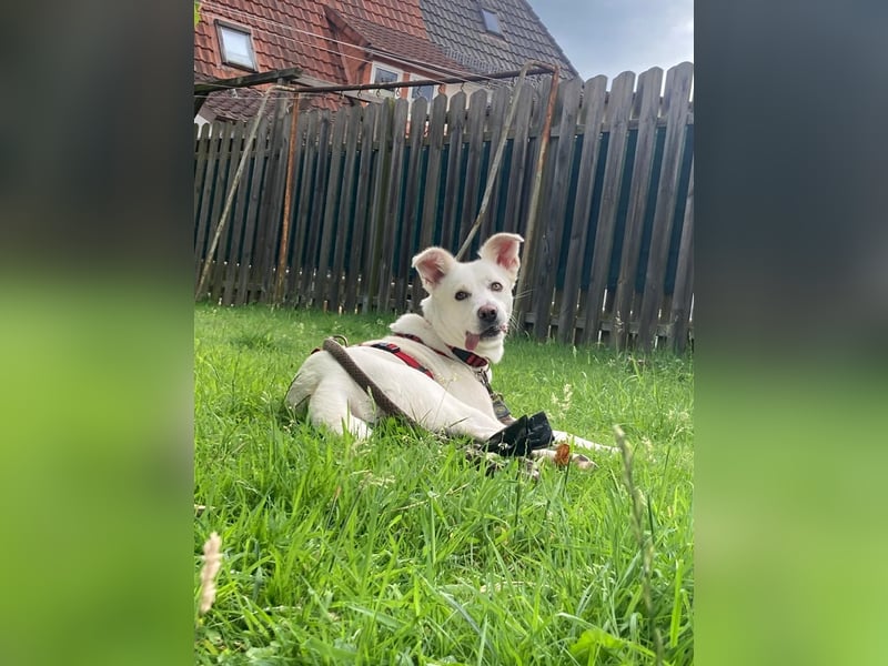 Suche meine Familie fürs Leben !  ( Im Auftrag )