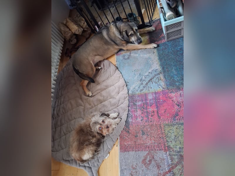 Kara eine Treue Seele