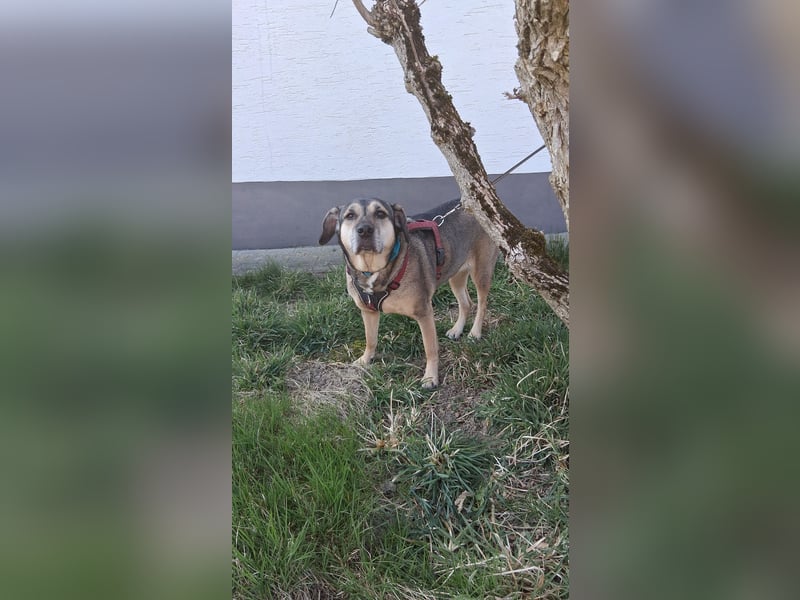 Kara eine Treue Seele