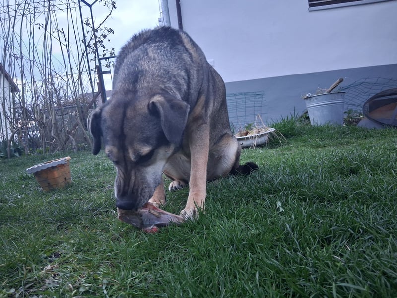 Kara eine Treue Seele