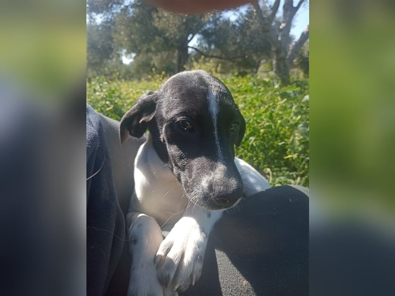 Jagdhundmixwelpen suchen ihre Menschen