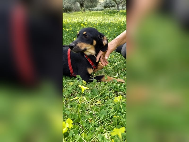 Jagdhundmixwelpen suchen ihre Menschen