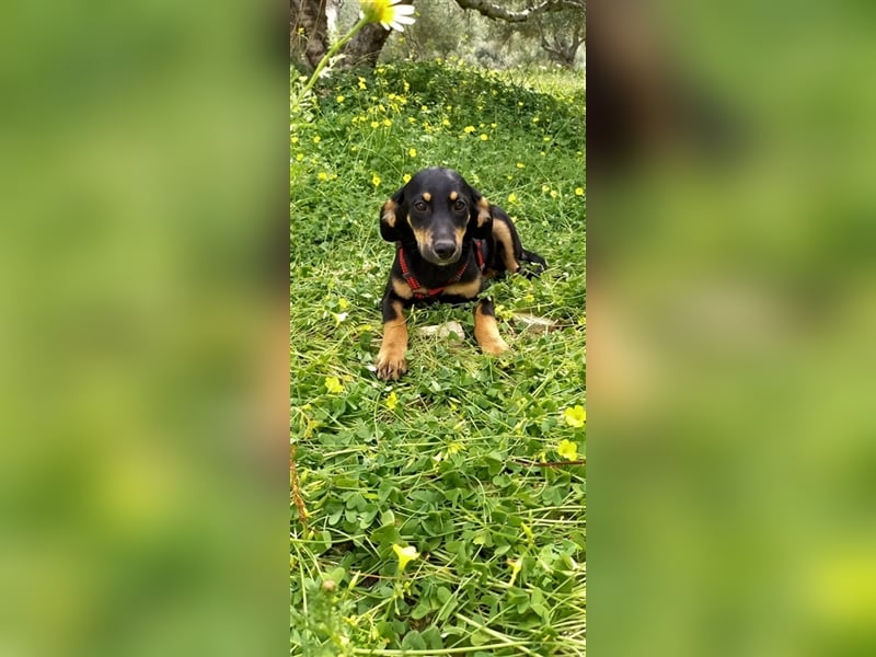 Jagdhundmixwelpen suchen ihre Menschen