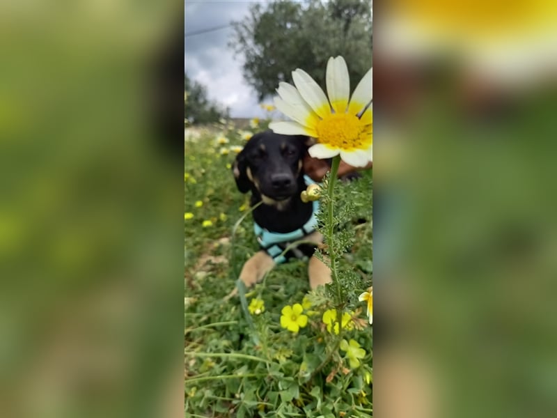 Jagdhundmixwelpen suchen ihre Menschen