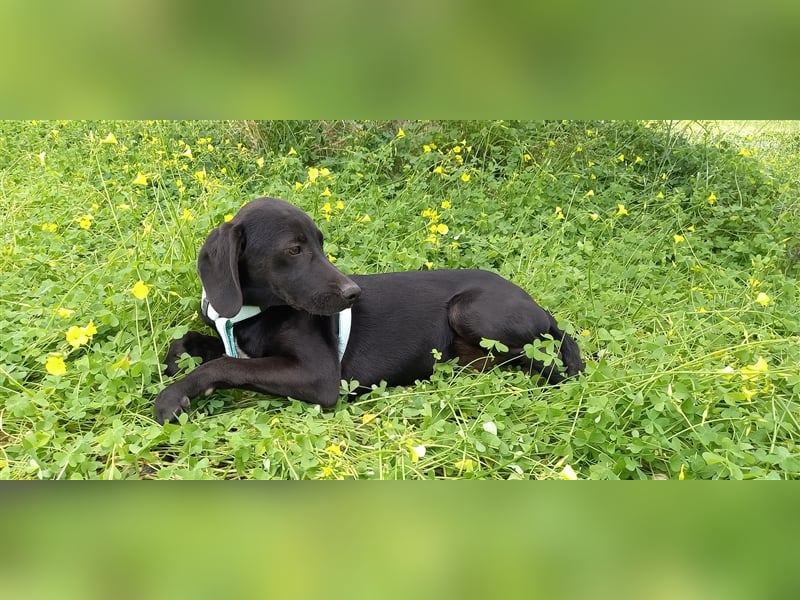 Jagdhundmixwelpen suchen ihre Menschen