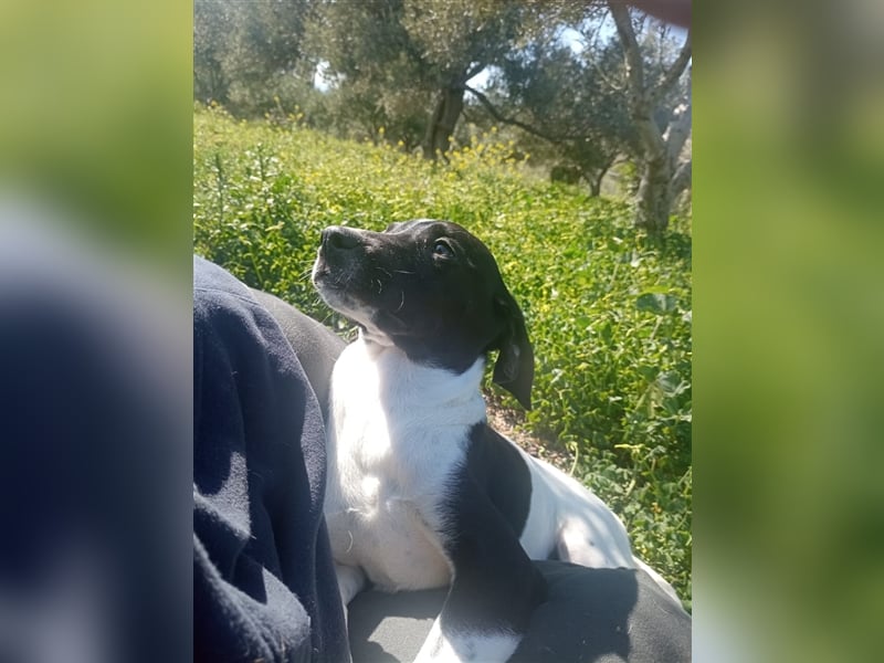 Jagdhundmixwelpen suchen ihre Menschen