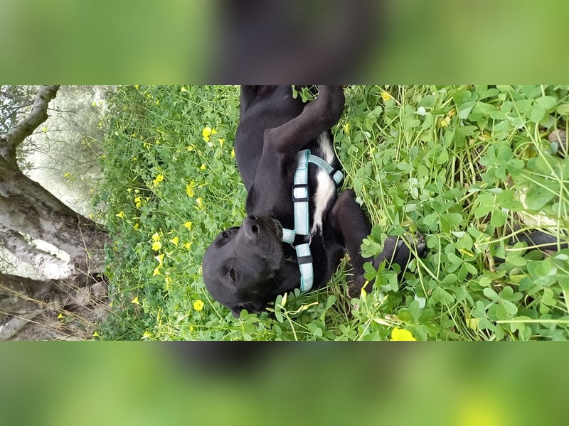 Jagdhundmixwelpen suchen ihre Menschen