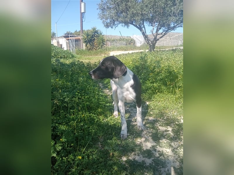 Jagdhundmixwelpen suchen ihre Menschen