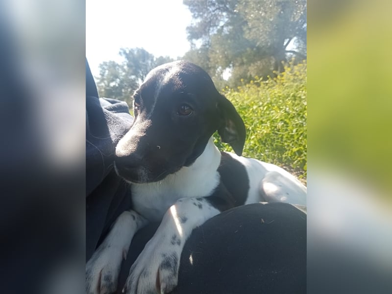 Jagdhundmixwelpen suchen ihre Menschen