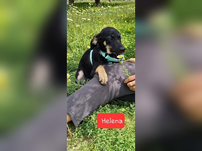 Jagdhundmixwelpen suchen ihre Menschen