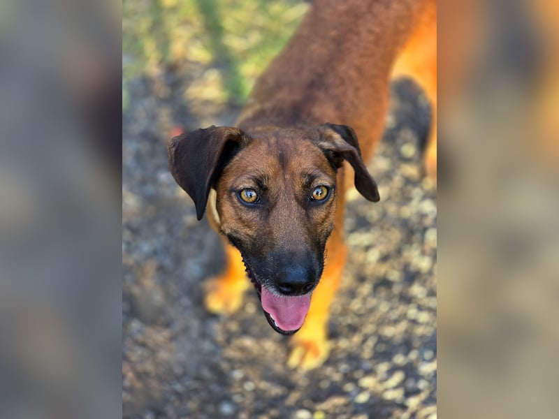 Mulan - zarte herzensgute Hündin möchte DEIN Leben bereichern Mulan - zarte herzensgute Hündin möchte DEIN Leben bereichern