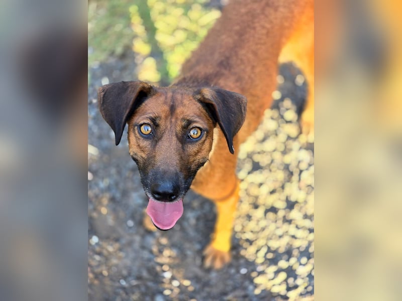 Mulan - zarte herzensgute Hündin möchte DEIN Leben bereichern Mulan - zarte herzensgute Hündin möchte DEIN Leben bereichern