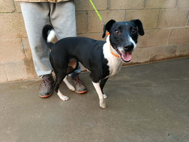 FITI - fröhliche junge Hündin sucht aktive Stabilität