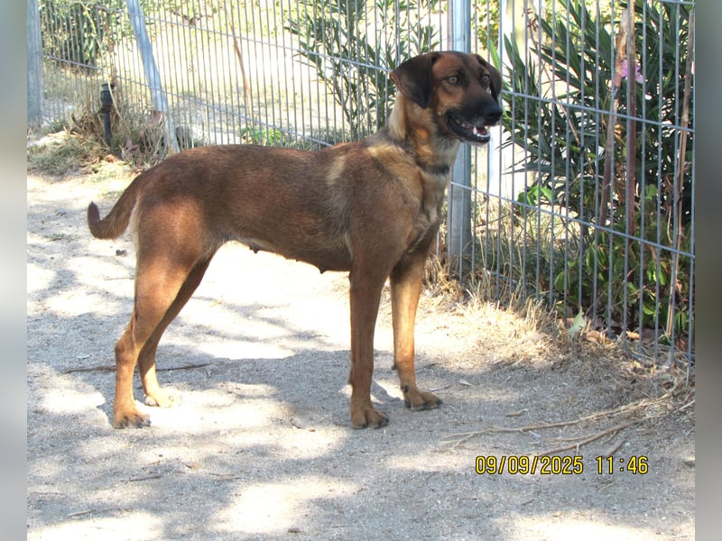 Mulan - zarte herzensgute Hündin möchte DEIN Leben bereichern Mulan - zarte herzensgute Hündin möchte DEIN Leben bereichern