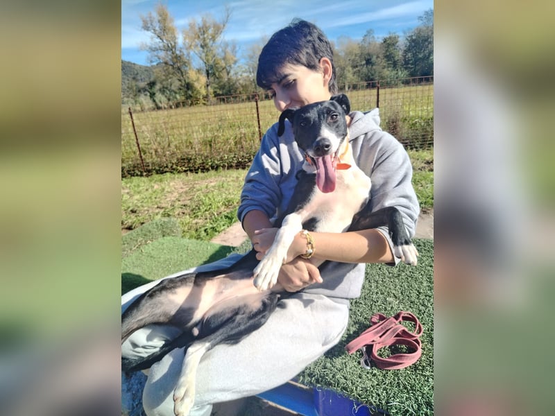 FITI - fröhliche junge Hündin sucht aktive Stabilität