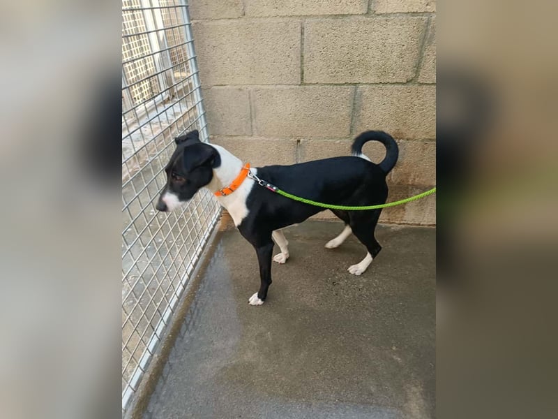 FITI - fröhliche junge Hündin sucht aktive Stabilität