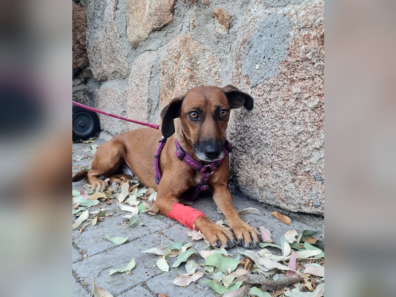 Mulan - zarte herzensgute Hündin möchte DEIN Leben bereichern Mulan - zarte herzensgute Hündin möchte DEIN Leben bereichern