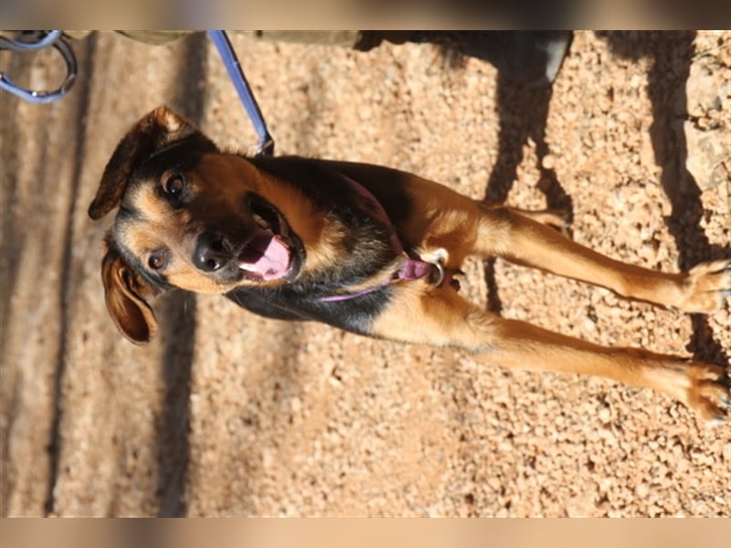 Snoop- sucht geduldige Zweibeiner