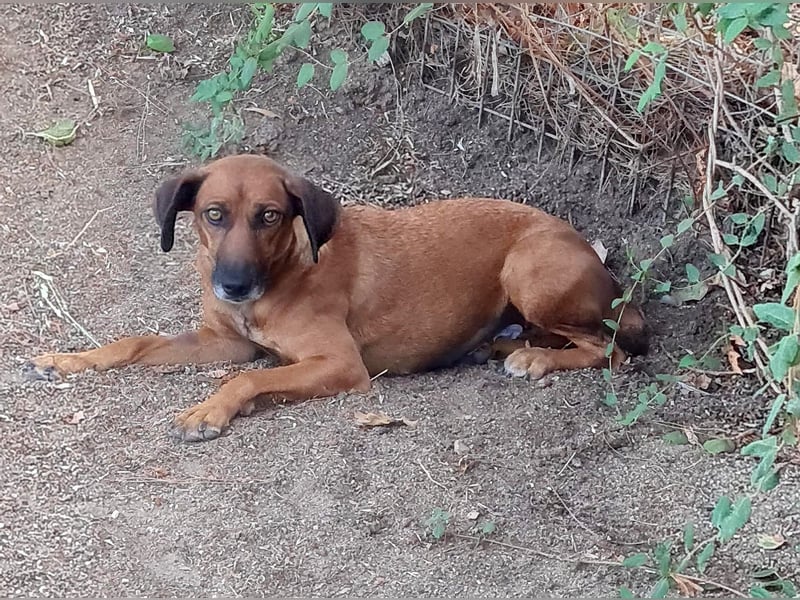 Mulan - zarte herzensgute Hündin möchte DEIN Leben bereichern Mulan - zarte herzensgute Hündin möchte DEIN Leben bereichern