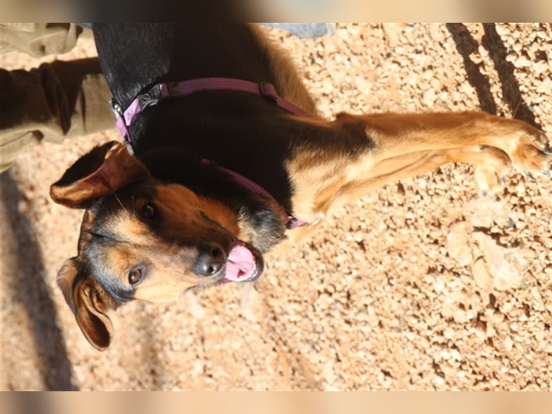 Snoop- sucht geduldige Zweibeiner