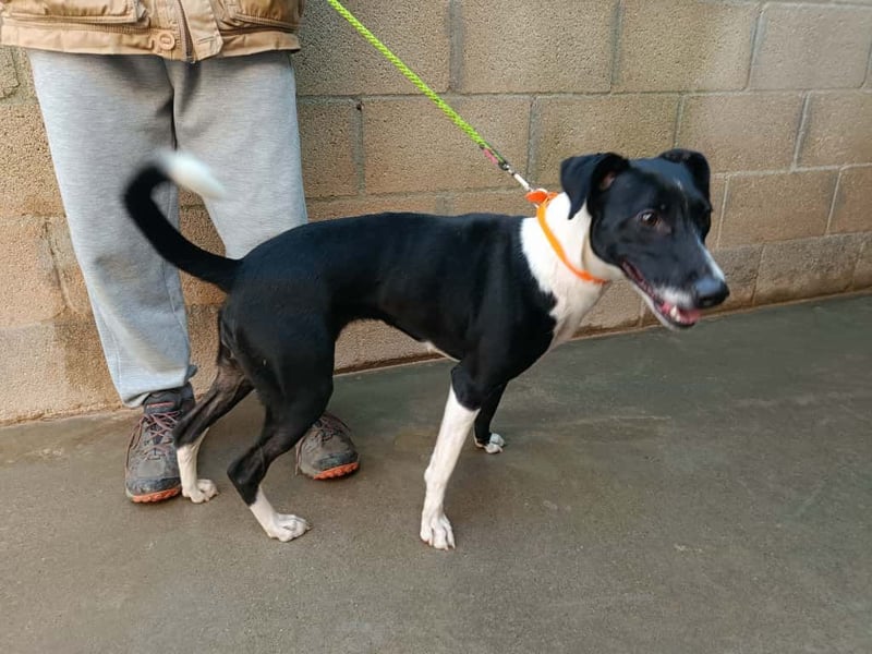 FITI - fröhliche junge Hündin sucht aktive Stabilität