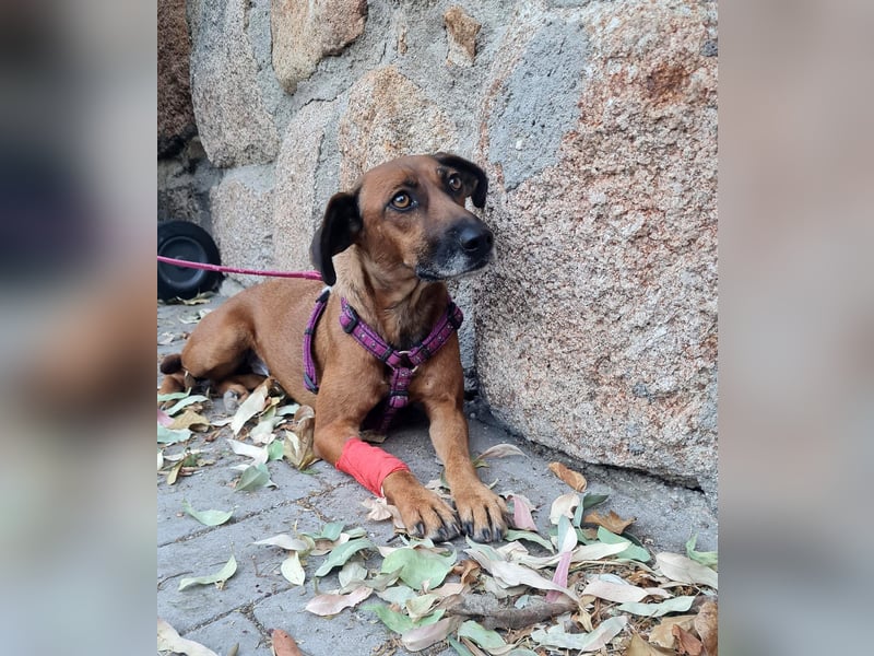 Mulan - zarte herzensgute Hündin möchte DEIN Leben bereichern Mulan - zarte herzensgute Hündin möchte DEIN Leben bereichern