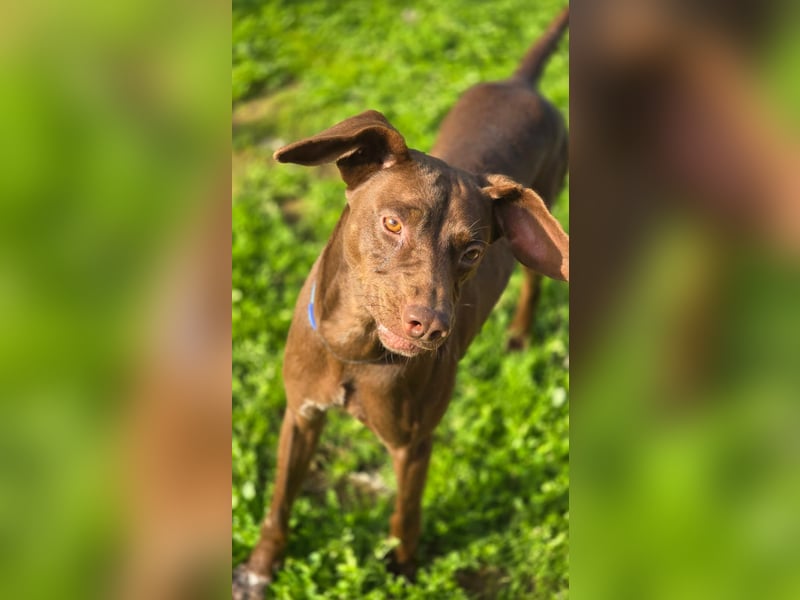 BOSCO - lustiger verspielter Rüde sucht sein zu Hause BOSCO - lustiger verspielter Rüde sucht sein zu Hause