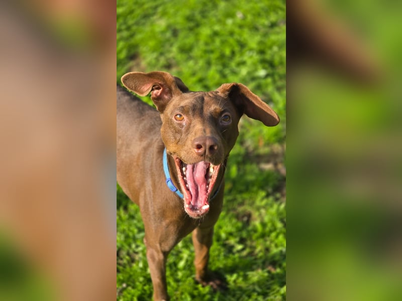 BOSCO - lustiger verspielter Rüde sucht sein zu Hause BOSCO - lustiger verspielter Rüde sucht sein zu Hause