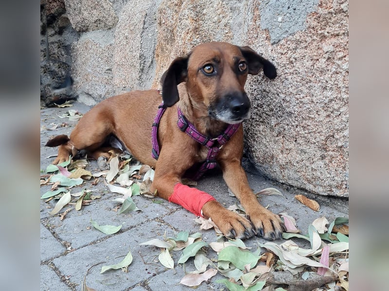 Mulan - zarte herzensgute Hündin möchte DEIN Leben bereichern Mulan - zarte herzensgute Hündin möchte DEIN Leben bereichern