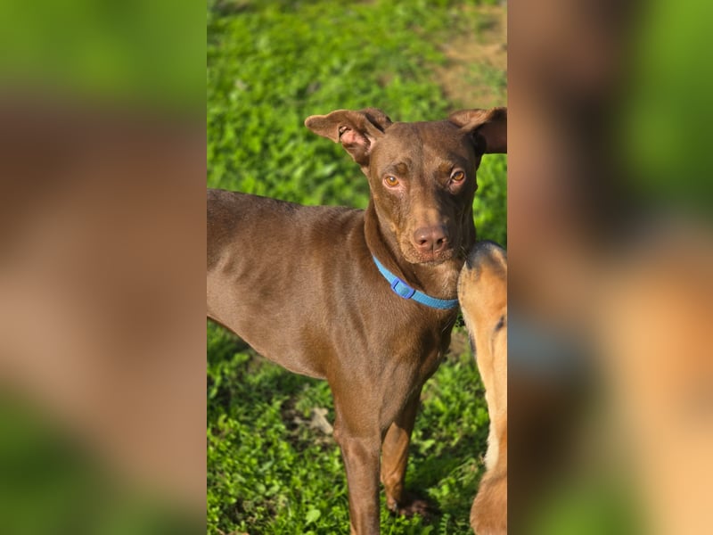 BOSCO - lustiger verspielter Rüde sucht sein zu Hause BOSCO - lustiger verspielter Rüde sucht sein zu Hause