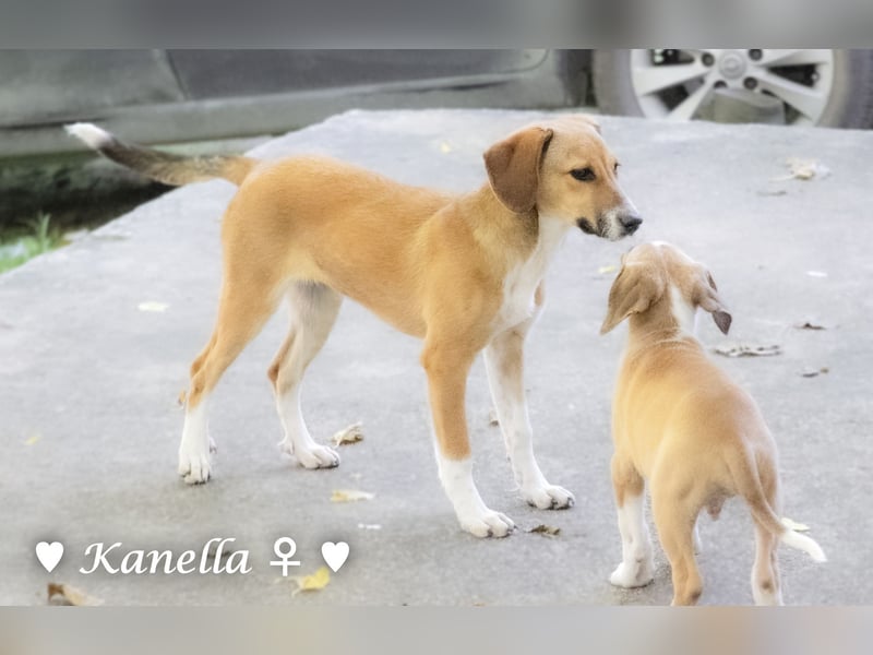 Kanella  sucht ein  Zuhause