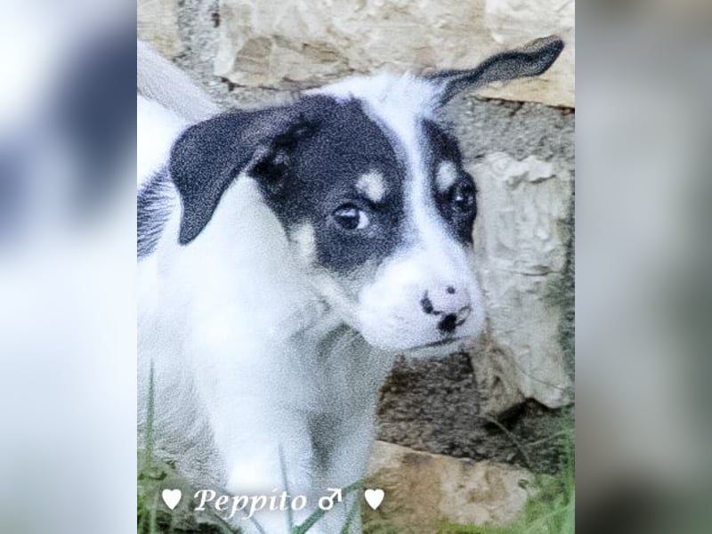 Peppito sucht ein Zuhause