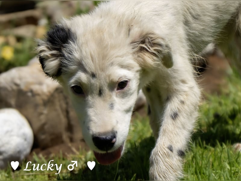 Kelly, Lucky und Brisco suchen ein Zuhause