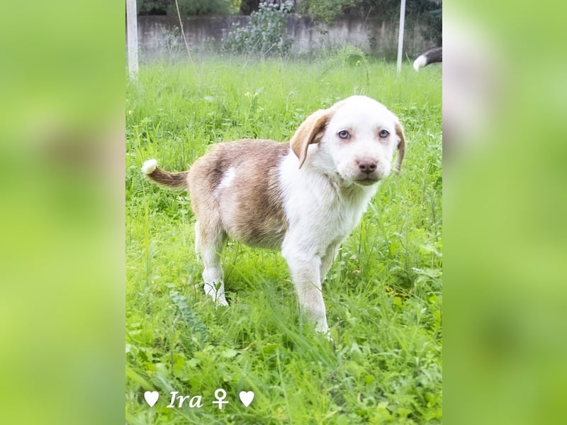 Ira, Iris und Izzy suchen ab Januar ein Zuhause