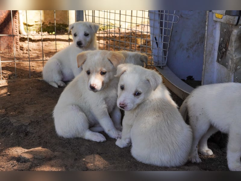 Unsere süßen Schneeflocken suchen ein Zuhause