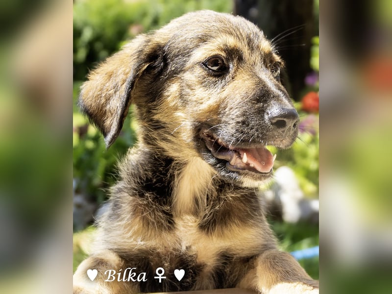 Baci, Bado und Bilka suchen ab 1.8. ein Zuhause