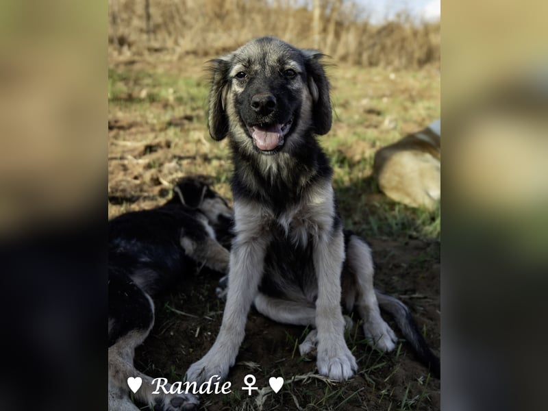 Welpe Randie und ihre Geschwister suchen ein Zuhause