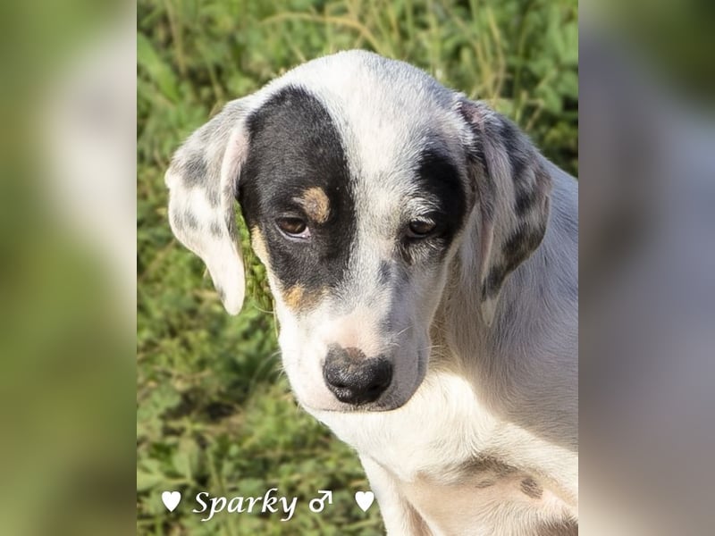 Sparky  sucht ein Zuhause