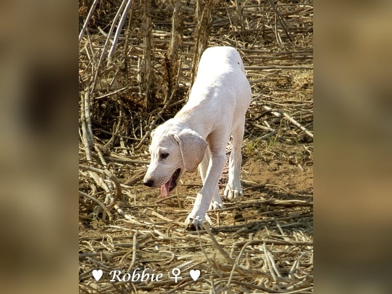 Roberta und Robbie, f.,  suchen eine Familie