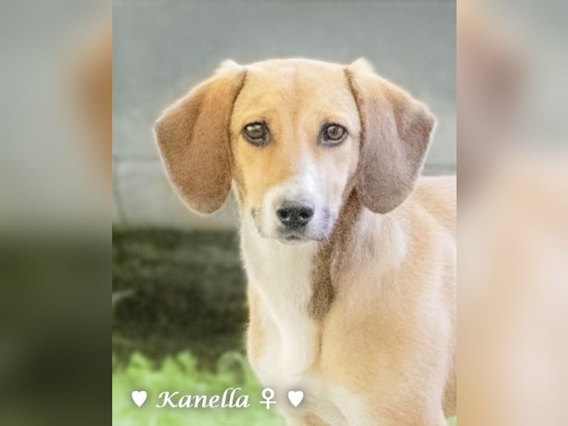Kanella  sucht ein  Zuhause