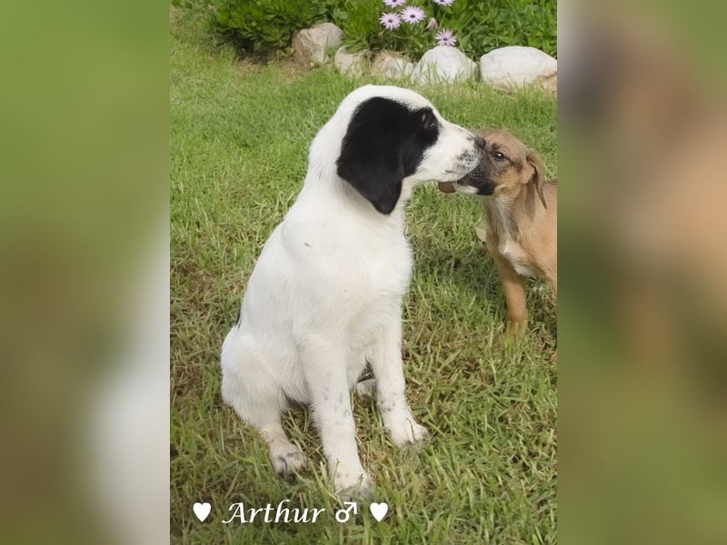 Arthur  und Argos  suchen ab Mitte November ein Zuhause