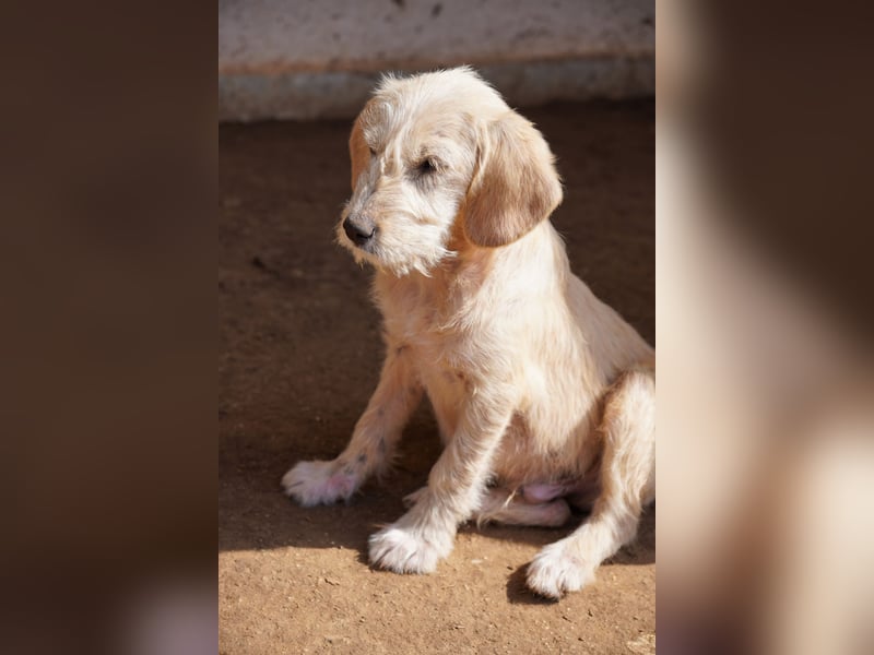 Willie, Wilma und Summer suchen ein Zuhause