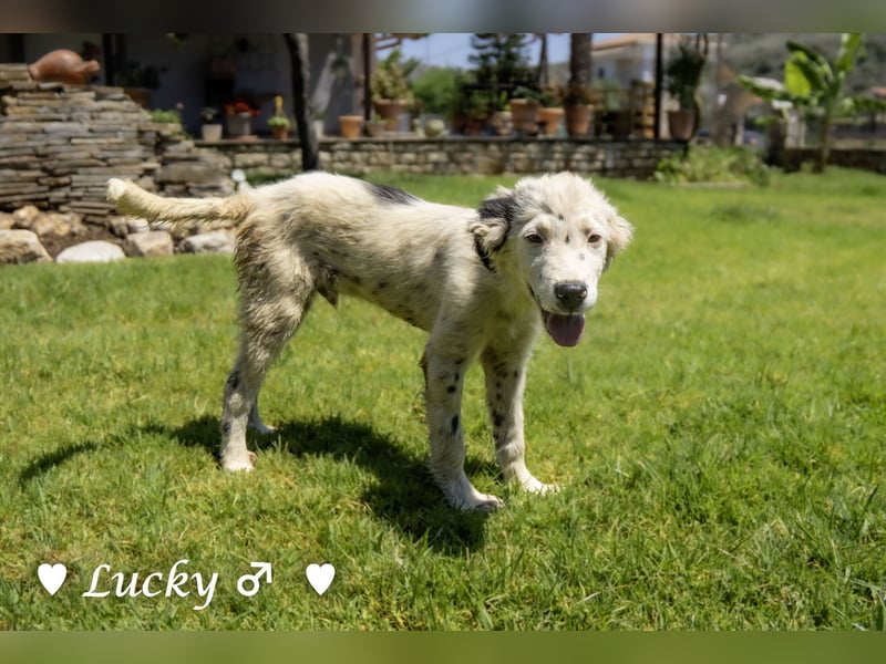Kelly, Lucky und Brisco suchen ein Zuhause
