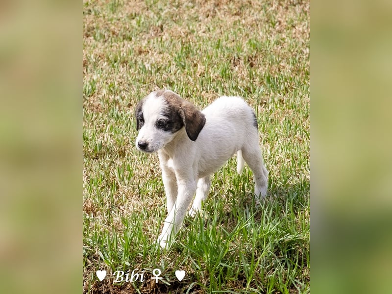 Barney, Bella, Bibi und Bina suchen ab Mitte November ein Zuhause